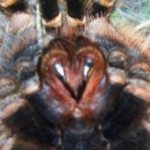 The tarantulas fangs are used for defense and subduing prey. 