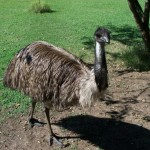EMU 6