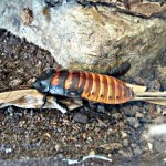Madagascar Hissing Cockroach 2