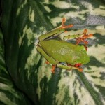 RED EYED TREE FROG 3
