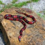 HONDURAN MILK SNAKE 1