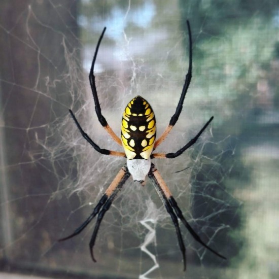 black and yellow garden spider poisonous