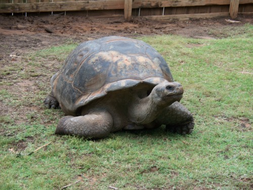 Spur Thigh Tortoise - Oklahoma Zoo Safari USA