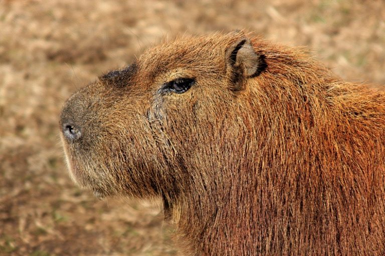 capybara-captain-3 - Oklahoma Zoo Safari USA