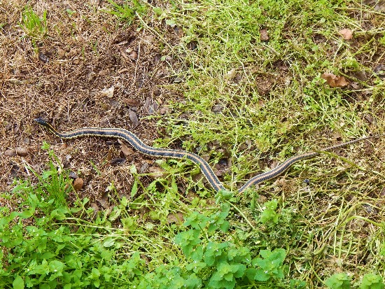 Plains Garter Snake - Oklahoma Zoo Safari USA