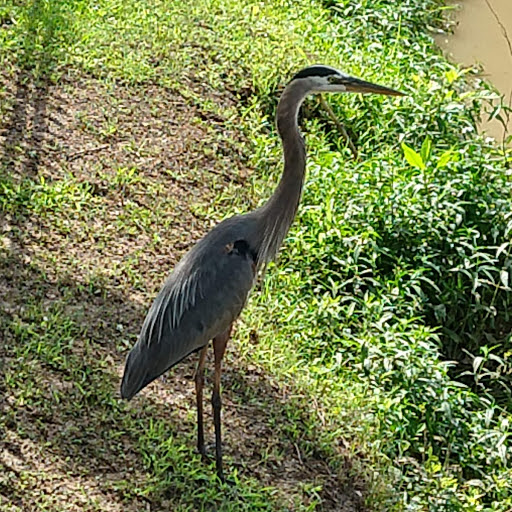 Great Blue Heron - Oklahoma Zoo Safari USA